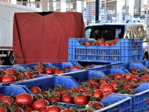 Antalya’da Halinde Domatesin Miktarı Arttı, Fiyatı Düştü