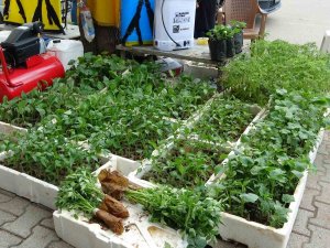 Vatandaş Kendi Sebzesini Yetiştirecek