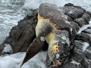 Erdek’te Caretta Caretta Kıyıya Vurdu