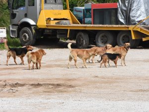 Sinop’ta Vatandaşlara Saldıran Sokak Köpekleri Toplandı