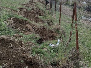 Şenoba Beldesinde Mezarlıkların Çevresine Çam Fidanları Dikildi
