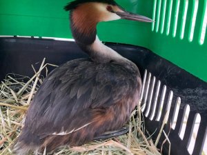 Tedavisi Tamamlanan Yaralı Bahri Kuşu, Hersek Lagünü’nde Doğaya Bırakıldı