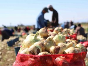 Bu Yıl İki Kat Ekildi: Turfanda Soğan Hasadı Başladı, Fiyatı Düşmeye Başlayacak
