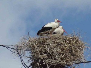 Baharın Müjdecisi Leylekler Kars’a Geldi