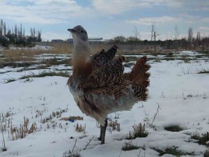 Yaralı Bulunan Kırmızı Listedeki Toy Kuşu Van’da Tedavi Altına Alındı