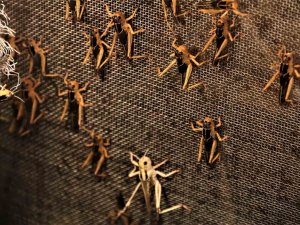 Arkadaşlarının "Türkiye’de Senden Kim Böcek Alacak" Dediği İşletmeci 1 Milyon Çekirge Üretiyor