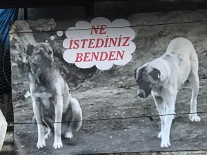 Sahiplendiği Köpeği Zehirlenen Adamdan Sitem Dolu Afiş