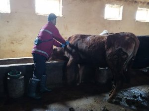 Erzincan’da Şap Hastalığıyla Mücadele Sürüyor