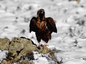 Kara Akbaba’nın Fotoğrafları Büyük İlgi Gördü