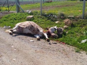 Yola Atlayan İnek Telef Oldu