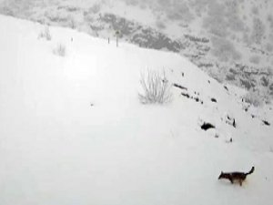 Köye İnen Kurt Böyle Görüntülendi