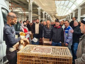 Alaplı Ziraat Odası, Çiftçilere Tavuk Dağıttı