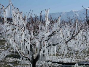 Ağaçları Dondan Buzla Koruyorlar