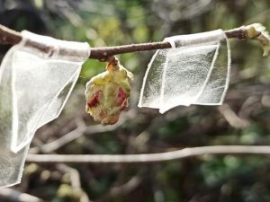 Fındıkta ’Kozalak Akarı’ İle Mücadele Zamanı