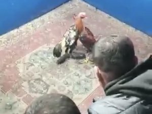 Hayvan Koruma Derneğine Horoz Dövüşü Baskını