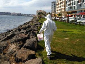 Sinop’ta Larva Oluşabilecek Bölgelerde İlaçlama Çalışması