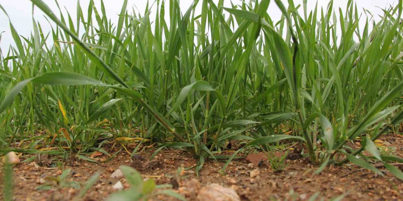 Buğdaydan Sevindirici Haber: Yağışlar Buğdayı Kalkındırdı