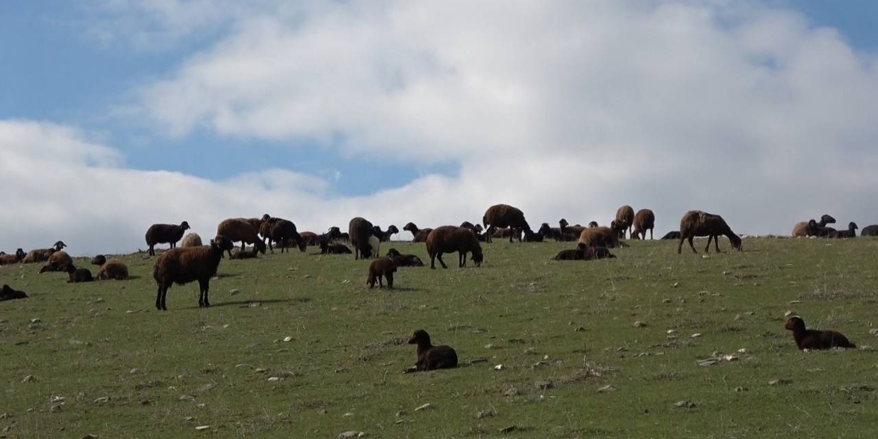 Karların Erimesiyle Koyunlar Tekrar Meraya Çıkarıldı