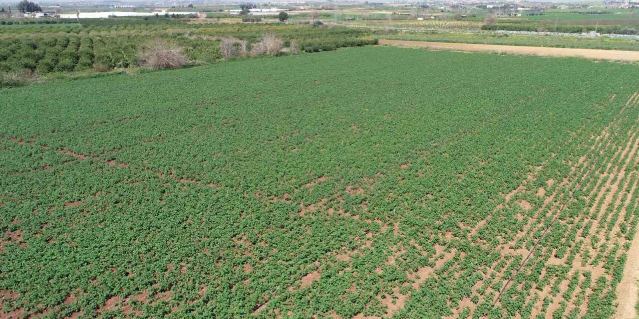 Geçen Sene Üzen Patates, Bu Sene Üreticinin Yüzünü Güldürecek