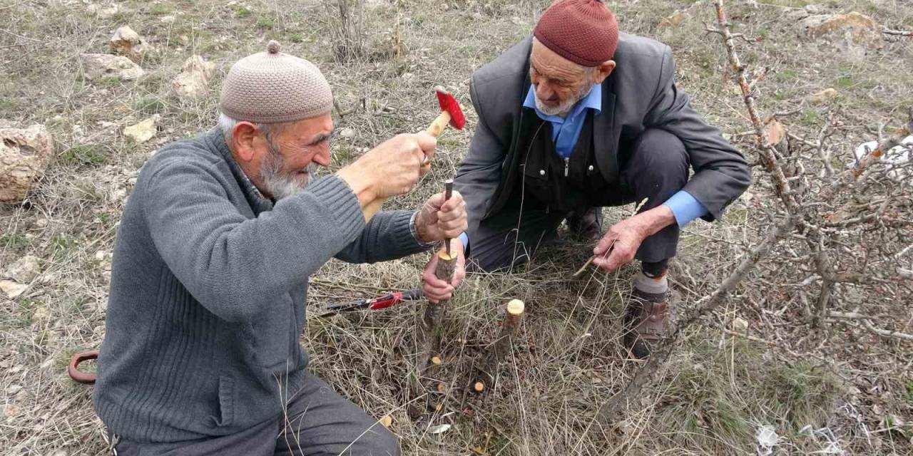 Huzuru Yabani Meyve Ağaçlarını Aşılayarak Buluyorlar