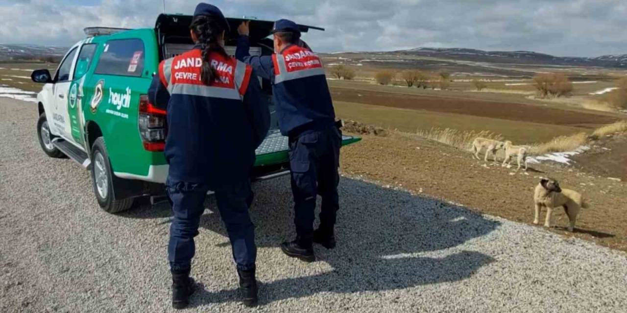 Jandarma Sokak Hayvanlarına Mama Ve Yem Verdi