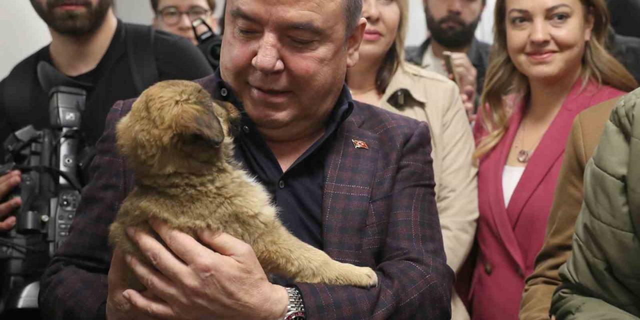 Antalya Büyükşehir’den ’can Dostlara’ Türkiye’nin En Modern Tesisi