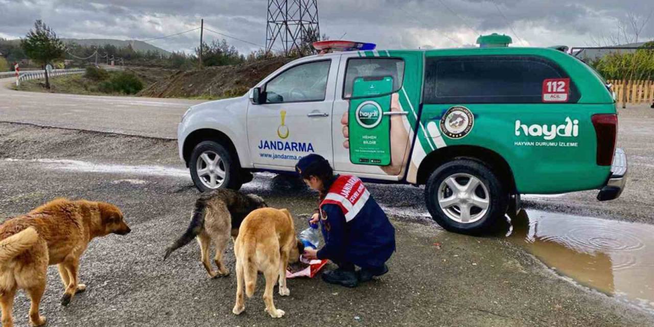 Jandarma Sokak Hayvanlarını Elleri İle Besledi