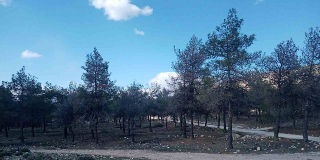 Çam Kese Böceklerinin Zarar Verdiği Kızılçam Ormanlarında Biyolojik Mücadele