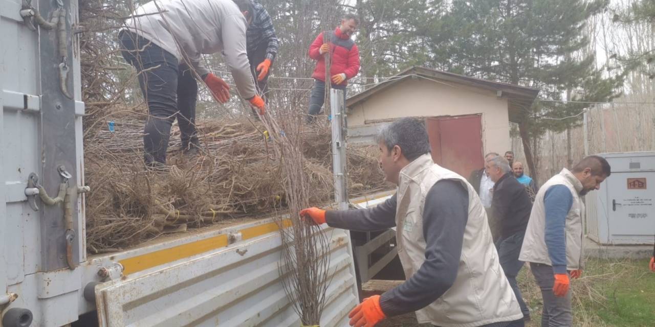 Muradiye’de 17 Bin 810 Adet Meyve Fidanı Dağıtıldı