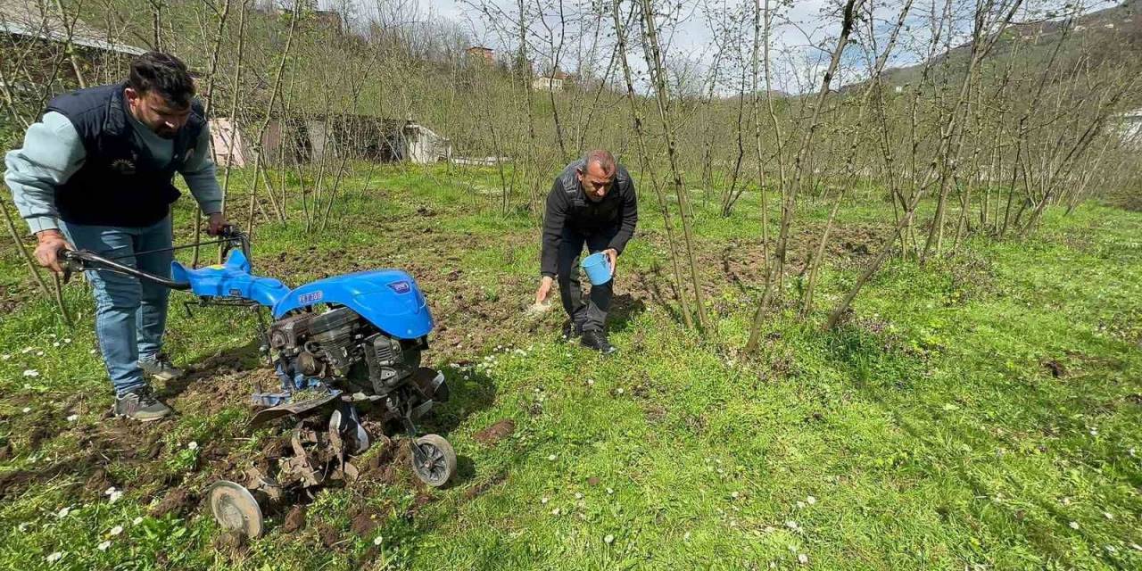 Fındıkta Bilinçli Gübre Kullanımı Verimi İkiye Katladı