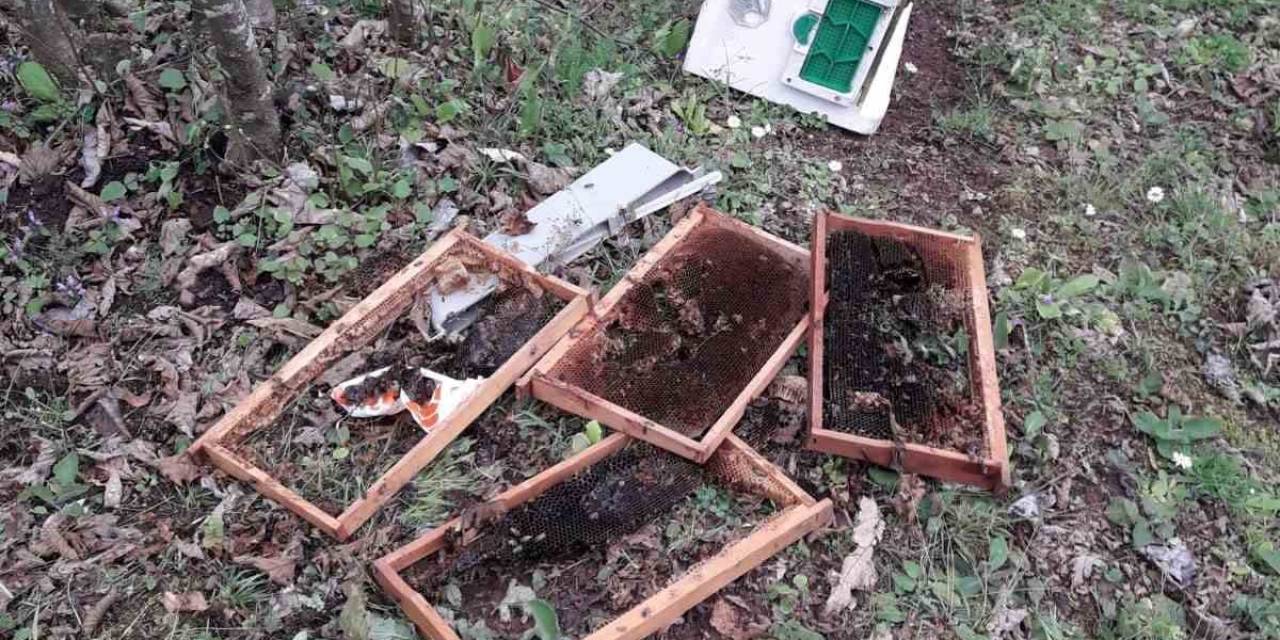 Kış Uykusundan Kalkan Ayılar Arı Kovanlarını Parçaladı