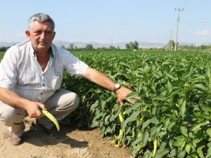 Yenişehir Biberi İhraç Ediliyor