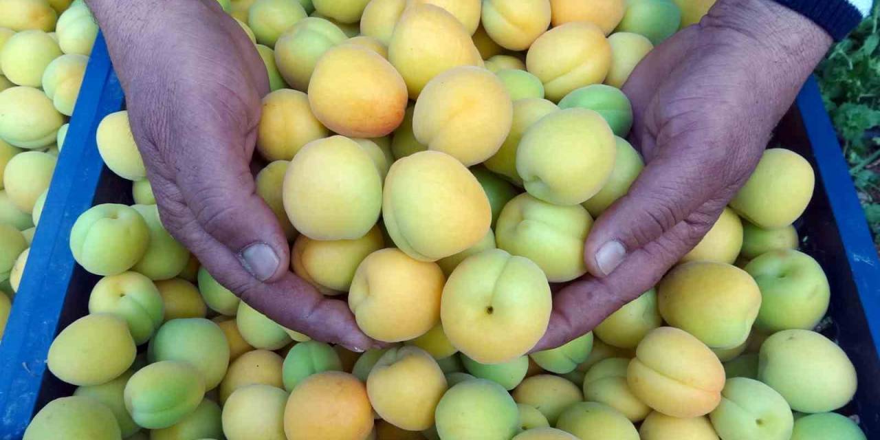 Sezonun İlk Örtü Altı Kayısı Hasadı Yapıldı