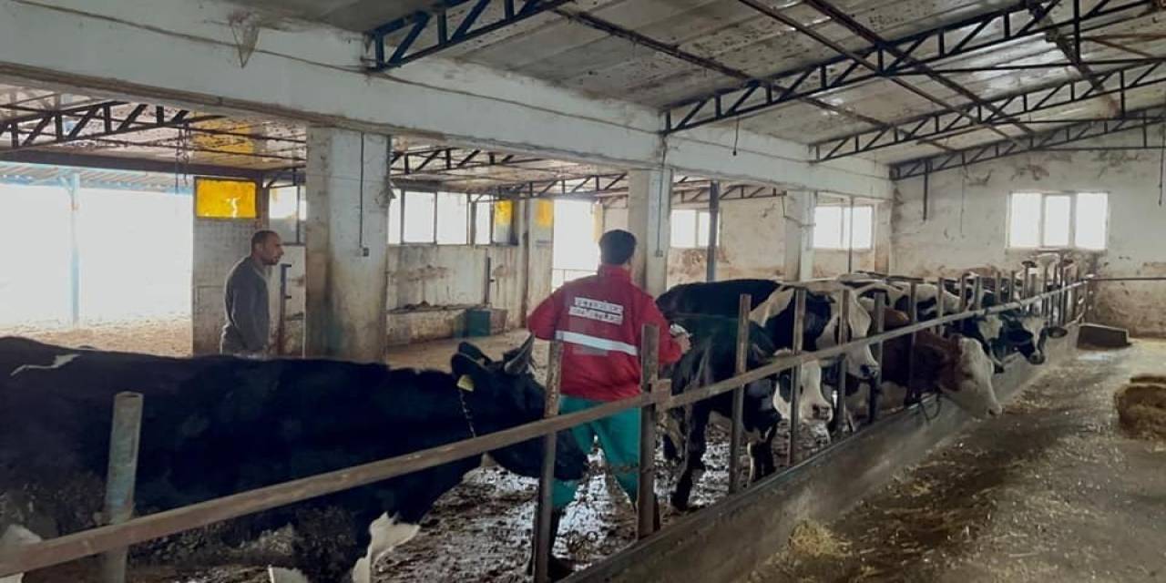 Sandıklı’da Büyükbaş Hayvanlara Aşılama Çalışması Sürüyor