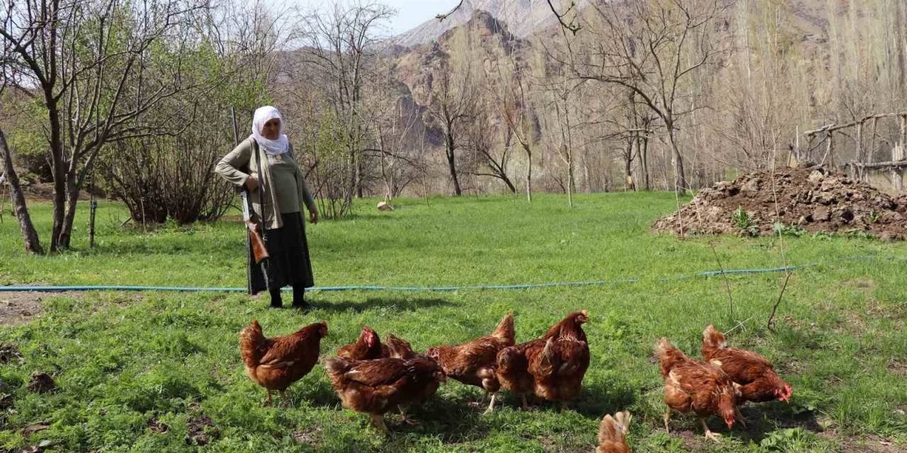 68 Yaşındaki Gülistan Teyze, Omzunda Tüfekle Tavuk Nöbeti Tutuyor
