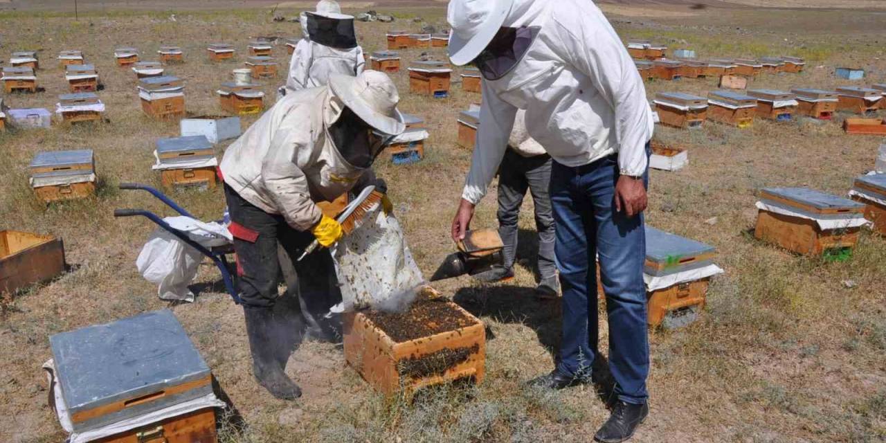 Yağışlar Arıcılara Bereket Olacak