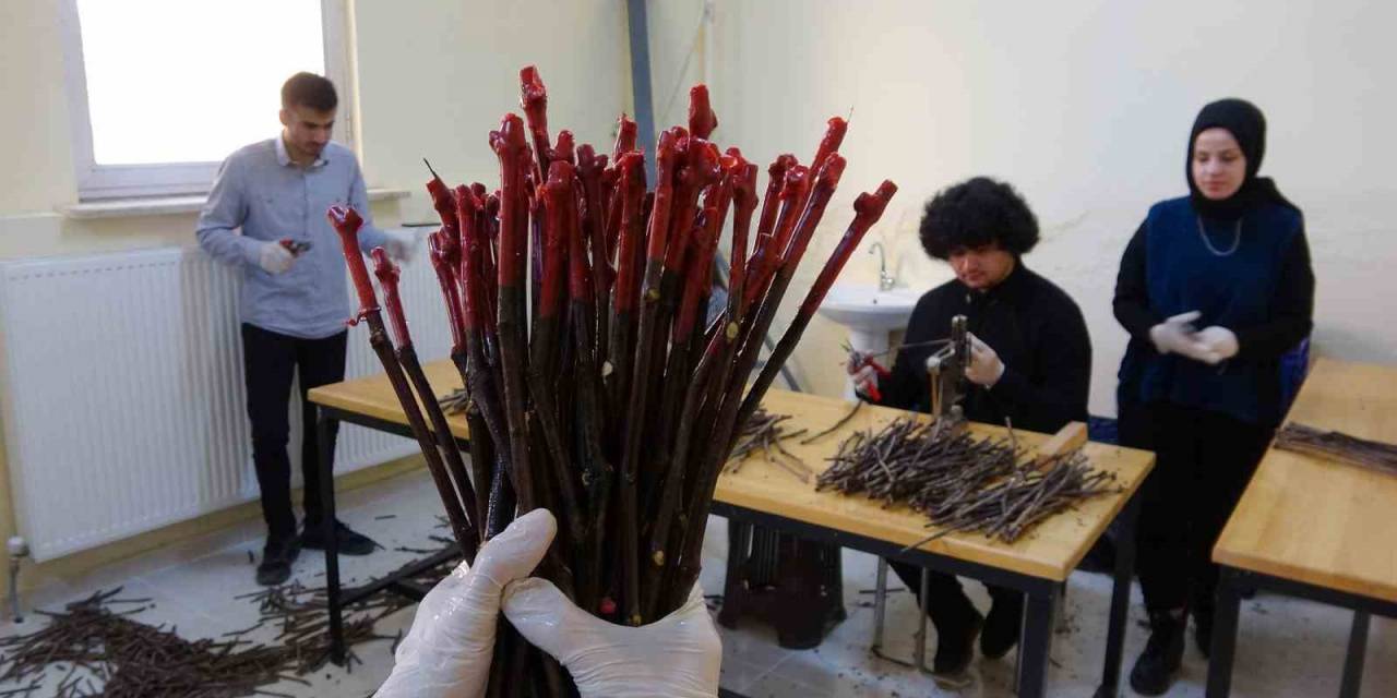 Yozgat’ta Yörenin İklim Ve Toprak Koşullarına Uygun Aşılı Asma Fidanı Üretiliyor