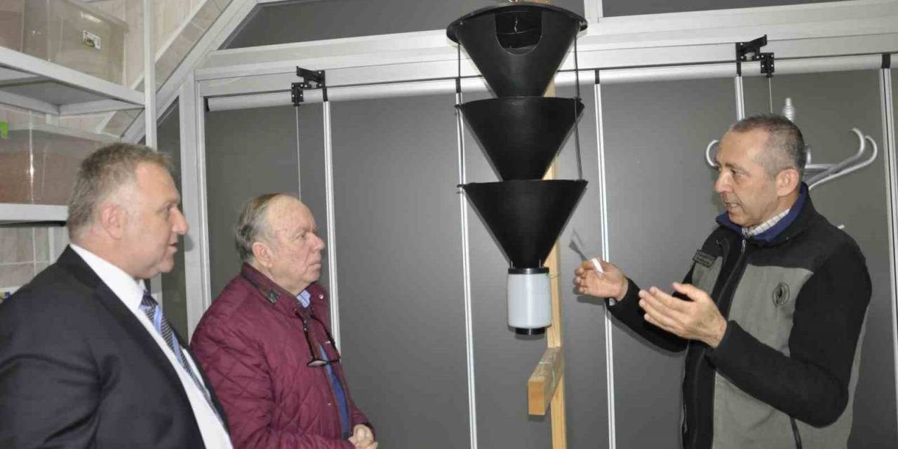 Böcek Saldırısına Uğrayan Arnavutluk’un Ormanları, Türkiye’ye Emanet