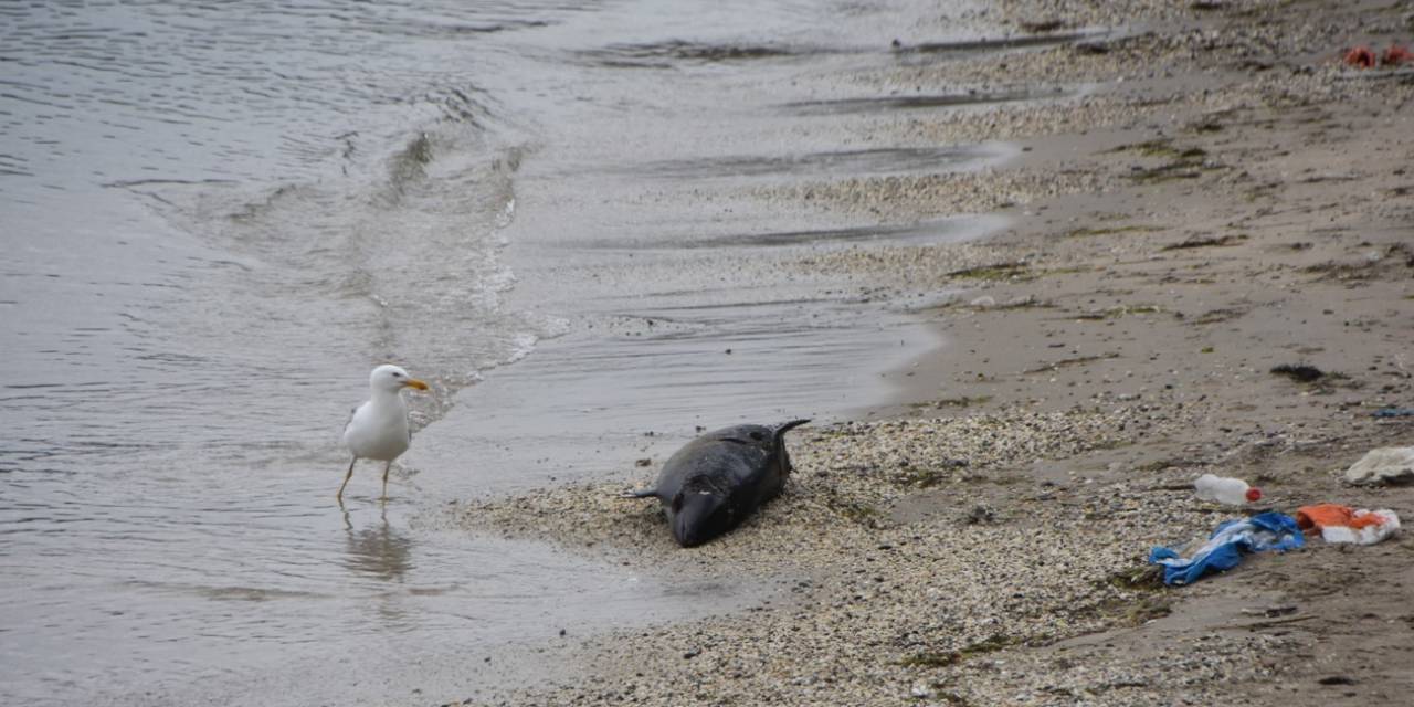 Sinop’ta Ölü Yunus Kıyıya Vurdu