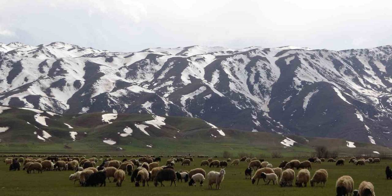 Yüksekova’da Koyunlar Meraya Çıkmaya Başladı