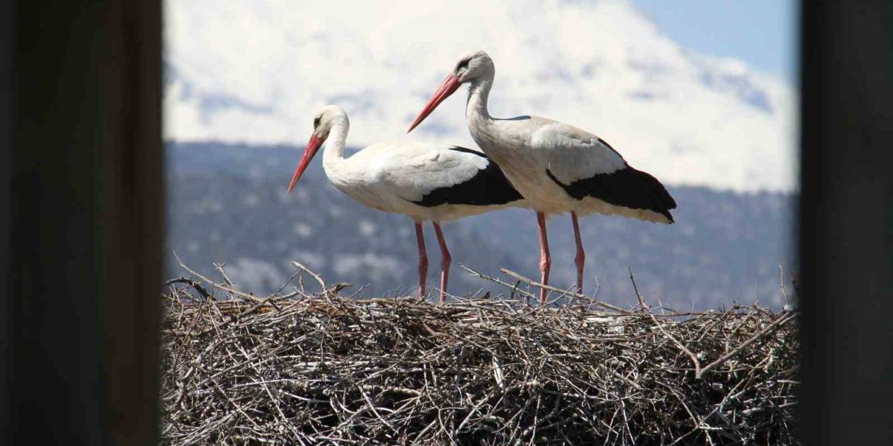 Leylekler Vadisi Ve Leylekler Tepesi Sakinleri Yuvalarını Doldurdu