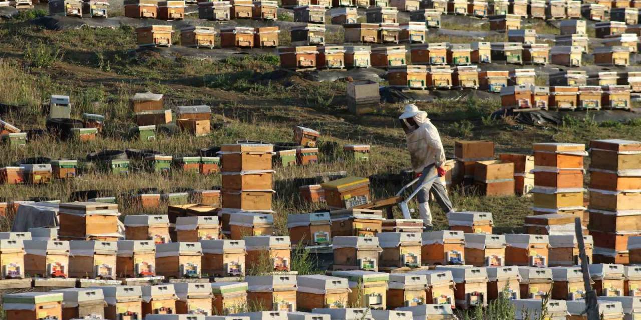 Yağışlar Arıcılara Bereket Olacak