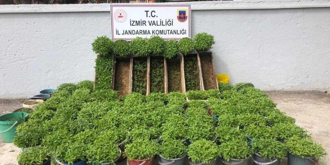 Saksı Ve Arı Kovanlarına Kenevir Ekti