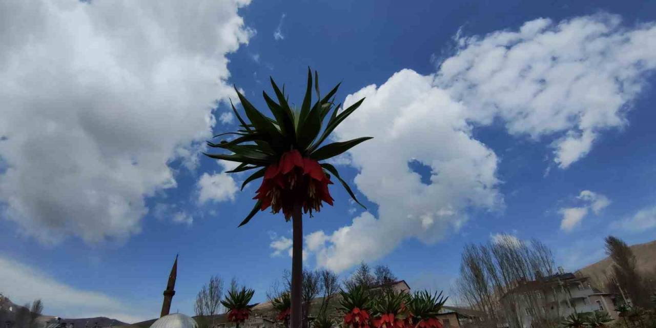 Ters Lale Koparanlara 244 Bin 314 Lira Ceza