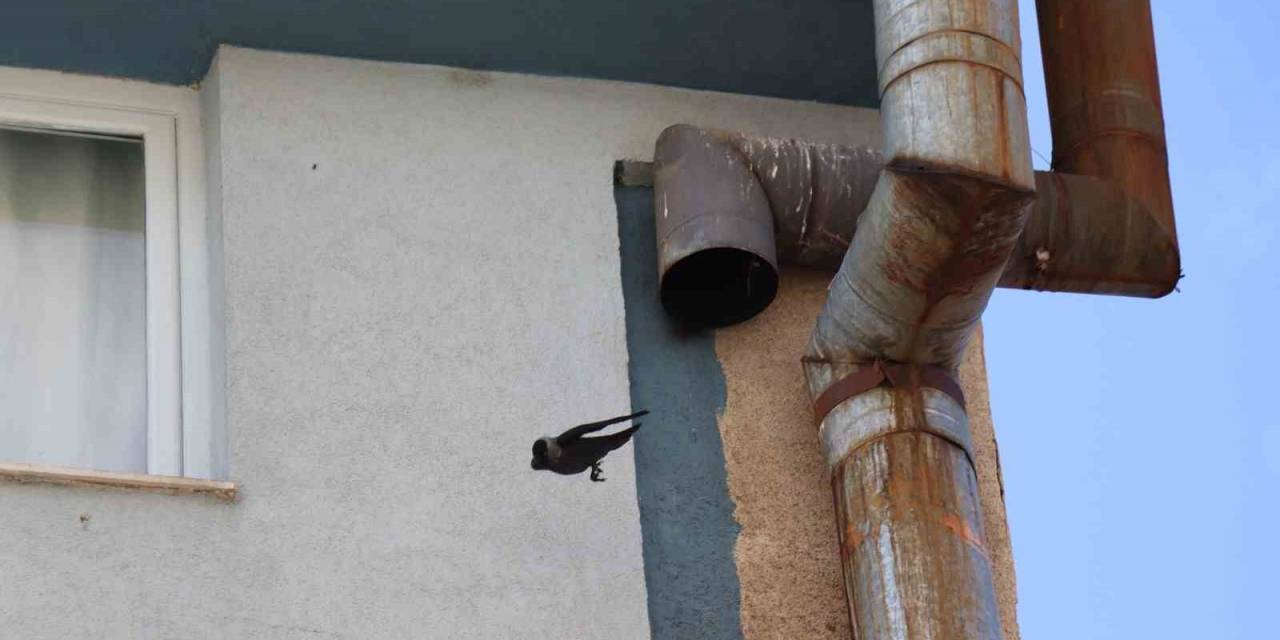 Kargaların Baca Borusunda Yuva Yapma Seferberliği