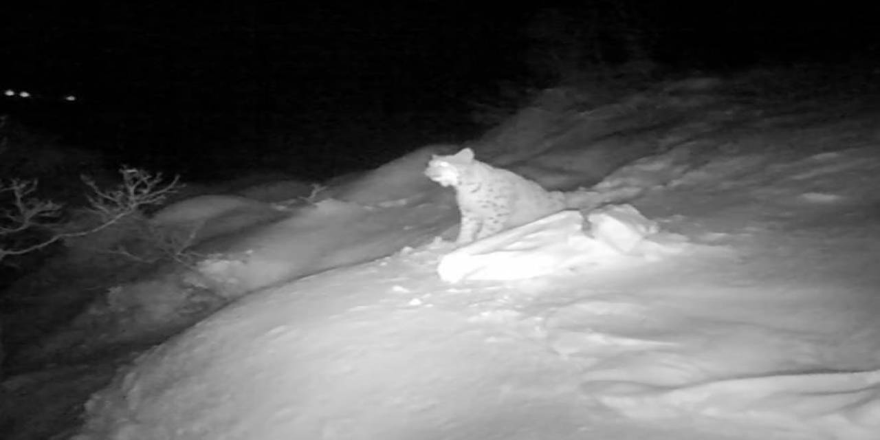 Kırmızı Listedeki Vaşağın Eşine Seslenmesi Fotokapanda