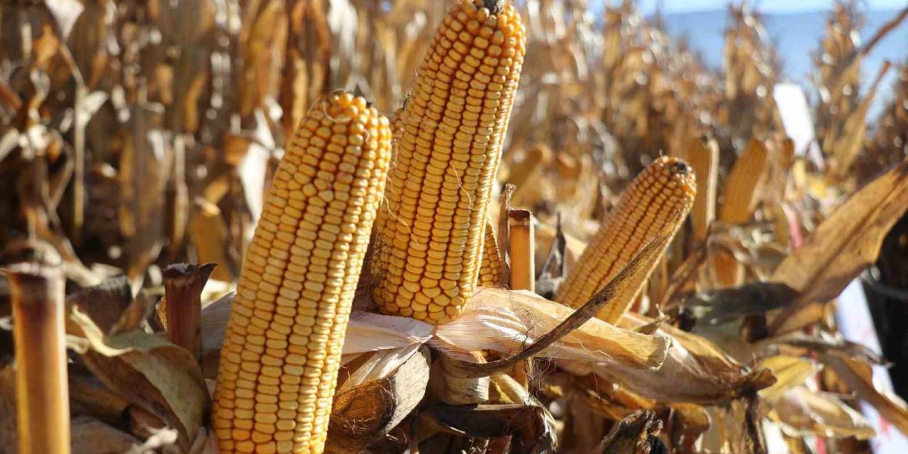 Bolu’da Patates Üreticisi Mısıra Yöneldi