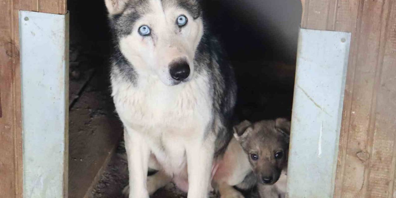 Depremzede Köpekler Rehabilite Ediliyor