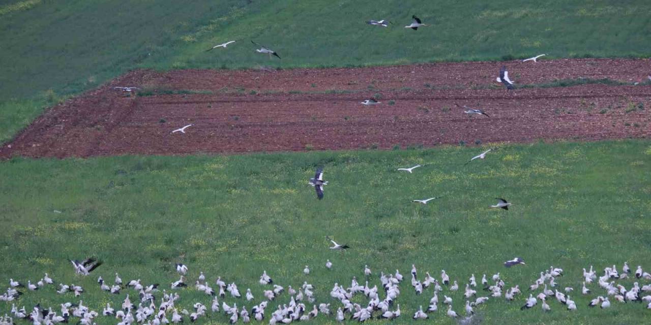 Göç Yolundaki Leylekler İlk Kez İskenderun’da Konakladı