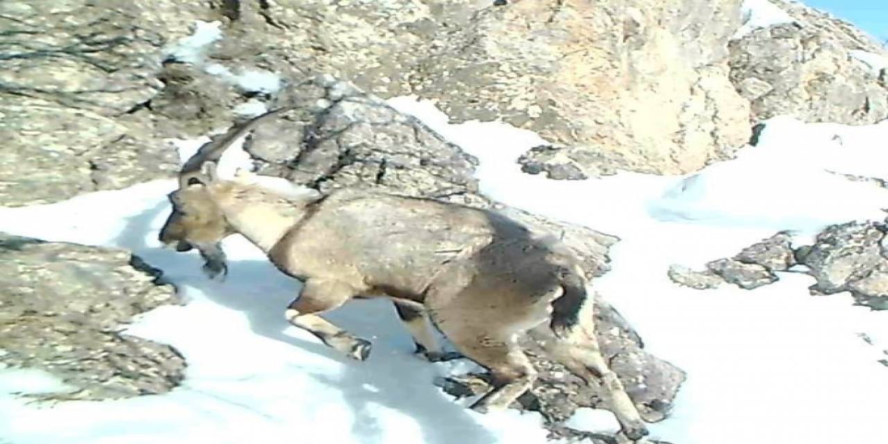Tunceli’nin Yaban Hayatı Fotokapanlarda